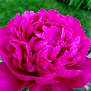 Meet your Posher, Tricia